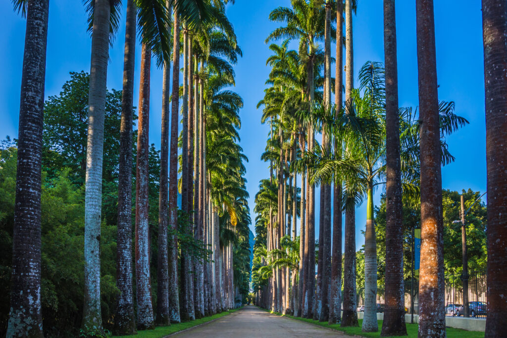 Path lined with royal palm trees at the Botanical Garden of Rio de Janeiro, Brazil, one of the city’s most iconic and historic landmarks.