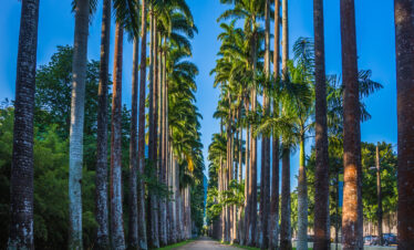 Path lined with royal palm trees at the Botanical Garden of Rio de Janeiro, Brazil, one of the city’s most iconic and historic landmarks.
