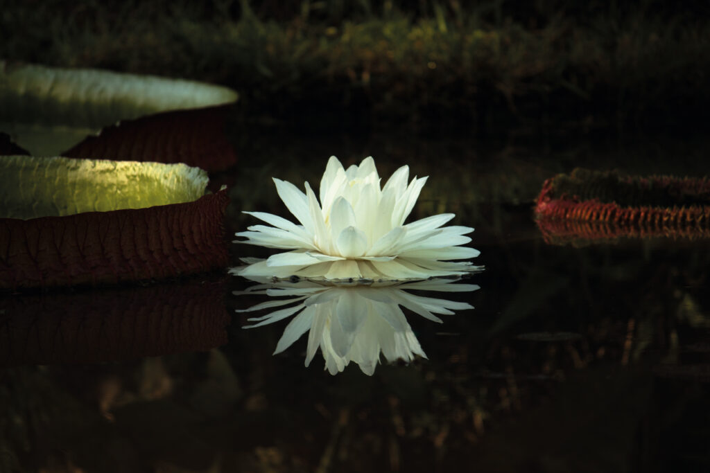 Close-up of a giant water lily flower at the Botanical Garden of Rio de Janeiro, Brazil, reflecting on the calm surface of the pond."