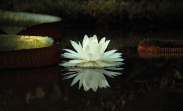 Close-up of a giant water lily flower at the Botanical Garden of Rio de Janeiro, Brazil, reflecting on the calm surface of the pond."