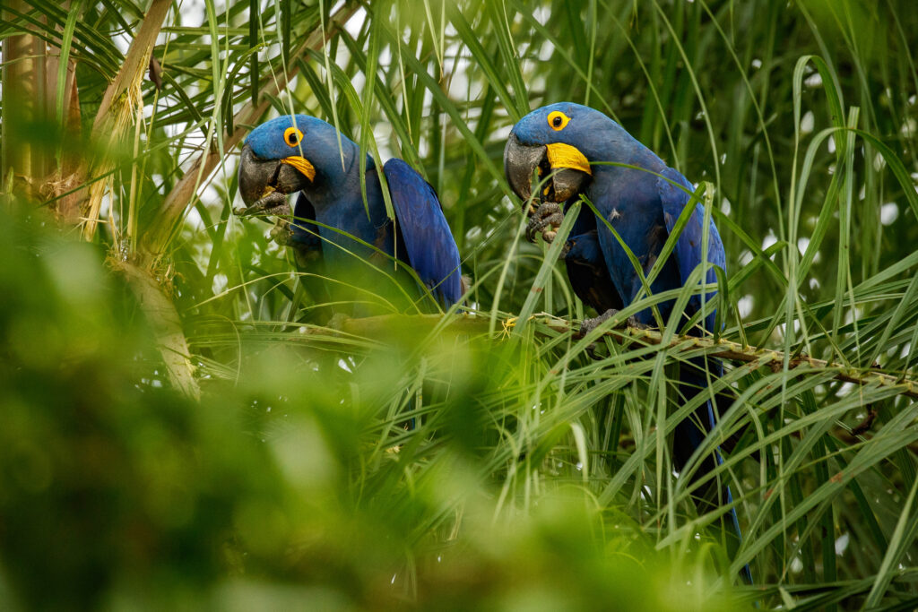 wo blue macaws perched among palm leaves at the Botanical Garden of Rio de Janeiro, Brazil, showcasing the country’s vibrant tropical wildlife.