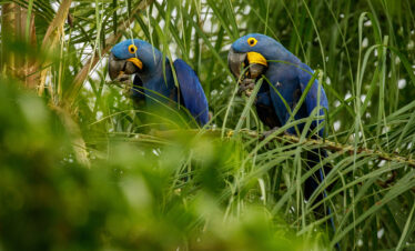 wo blue macaws perched among palm leaves at the Botanical Garden of Rio de Janeiro, Brazil, showcasing the country’s vibrant tropical wildlife.