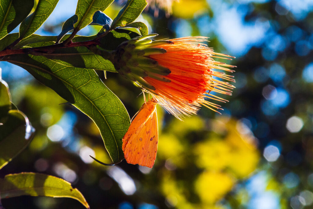 Close-up of an orange tropical flower with a butterfly at the Botanical Garden of Rio de Janeiro, Brazil, highlighting the region’s vibrant biodiversity.