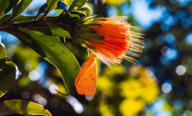 Close-up of an orange tropical flower with a butterfly at the Botanical Garden of Rio de Janeiro, Brazil, highlighting the region’s vibrant biodiversity.